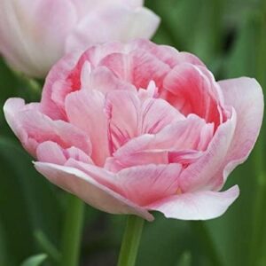 Votaniki Tulipa Angelique (Double Late Tulip) -12 Large Bulbs Pre-Chilled Ready for Blooms