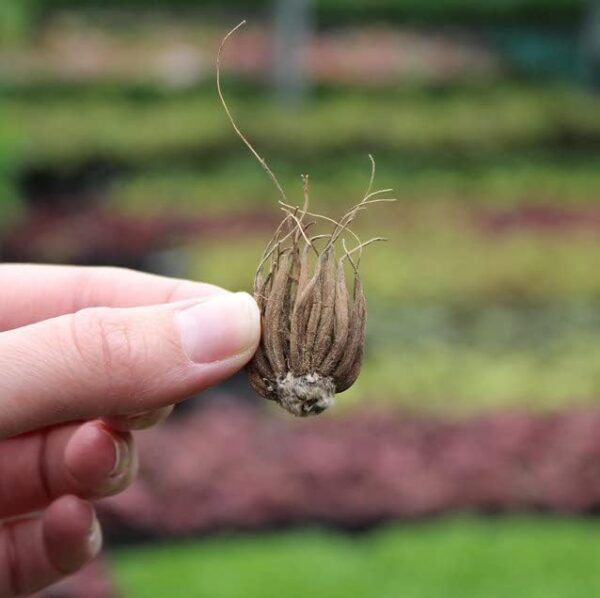 Votaniki Tomer Purple Ranunculus Tuber - Perennial Persian Buttercup, Long-Lasting Blooms | Ranunculus Tuber for Planting - Low Maintenance Plant