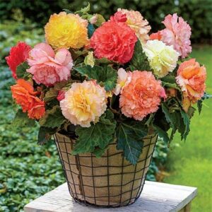 Votaniki Samba Begonia Mix Bulbs - Perennial & Long Lasting Flowers, Begonia Tuberosa (Samba) | Perfect for Patio, Containers, Garden beds & Hanging Baskets, Begonia Bulbs - Easy to Grow