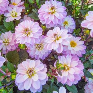 Votaniki Decorative Dahlia Pacific Jewel Tubers - Perennial & Spectacular Flowering Dahlia 'Pacific Jewel' | Dahlia Tubers, Fully Double & Pinkish White Flowers - Easy to Grow