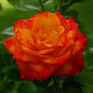 Votaniki Charisma Rose 2 Year Plant - Perennial Rose Live Plant Ready for Planting | Long Lasting Blooms, Fragrant Rose - Easy to Grow