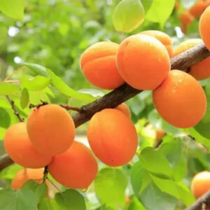 Goldcot Apricot Tree (Prunus Armeniaca) - Ornamental & Edible Perennial Tree, Live Plant 3-4 Ft in Tall | Fruit Producing Tree, Apricot Plant for Gardening