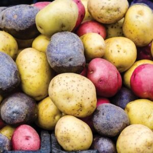 Votaniki Seed Potato Harvest Blend Red Yellow Blue - High Yielding Mix Potato Tubers, Perfect for Home Gardening | Harvest Early Season, Easy to Grow (12 Pack)