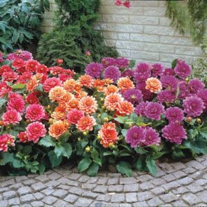 Votaniki Balcony Dahlia Mardi Gras Mix Tubers - Perennial, Long Lasting Blooms | Border Dahlia, Dwarf Dahlia & Dahlia for Pots - Dahlia Tubers for Planting, Easy to Grow