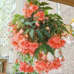 Votaniki Double Hanging Basket Begonia Apricot Bulbs - Perennial Begonia Pendula 'Apricot' Bulbs Ready to Plant | Low Maintenance and Easy to Grow