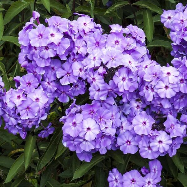 Votaniki Blue Paradise Phlox - Perennial, Long Lasting Blooms, Phlox Roots for Planting | Perfect for Container Garden & Ground Cover, Easy to Grow