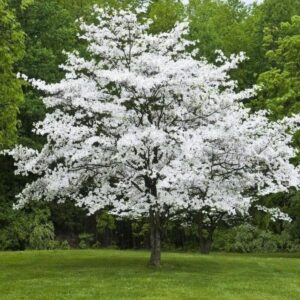 Votaniki White Dogwood Tree - Perennial Flowering Dogwood (Cornus Florida) | Spring Flowers, Dogwood Bare Root for Planting - Easy to Grow