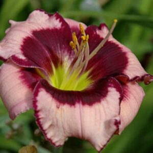 Votaniki Daylily (Hemerocallis 'Blackberries and Cream') Bare Roots - Beautiful Perennial Daylilys | Reblooming, Fragrant & Showy Flowers, Daylilys, Easy to Grow