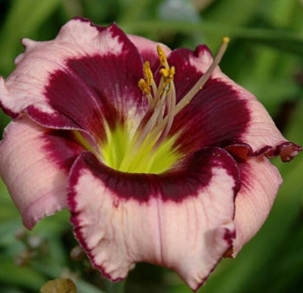 Votaniki Daylily (Hemerocallis 'Blackberries and Cream') Bare Roots - Beautiful Perennial Daylilys | Reblooming, Fragrant & Showy Flowers, Daylilys, Easy to Grow