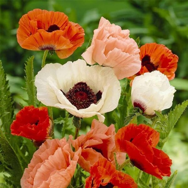 Votaniki Papaver Mix - Perennial Flowering Plant, Oriental Poppy (Papaver) Roots | Summer Flower, Grows Well in containers, Garden Beds & Borders, Easy to Grow