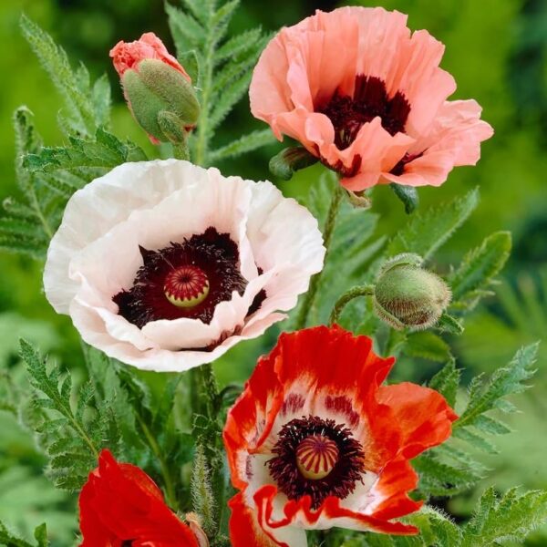 Votaniki Papaver Mix - Perennial Flowering Plant, Oriental Poppy (Papaver) Roots | Summer Flower, Grows Well in containers, Garden Beds & Borders, Easy to Grow