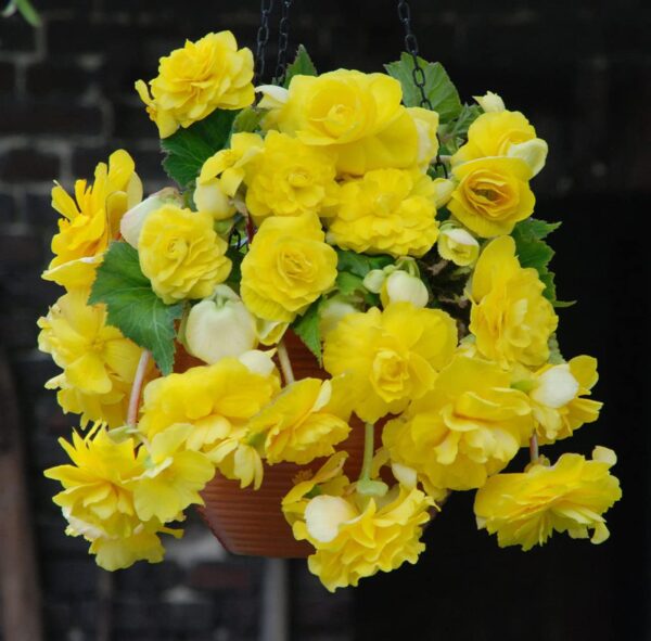 Votaniki Cascade Begonia Mix Bulbs - Balcony Hanging Basket Begonias Bulbs | Perennial Flower - Yellow & Orange Begonia, Large Blooms - Easy to Grow, Perfect for Cut