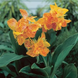 Votaniki Golden Lucifer Canna Bulbs - Long Lasting Blooms, Perennial Canna Flower Bulbs for Planting | Perfect Addition to Any Garden