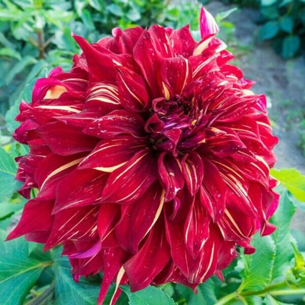 Votaniki Dahlia Dinnerplate Bohemian Spartacus - Perennial & Bold Colors Dahlia 'Bohemian Spartacus' | Dahlia Tubers, Big Blooms, Summer Flowers - Easy to Grow