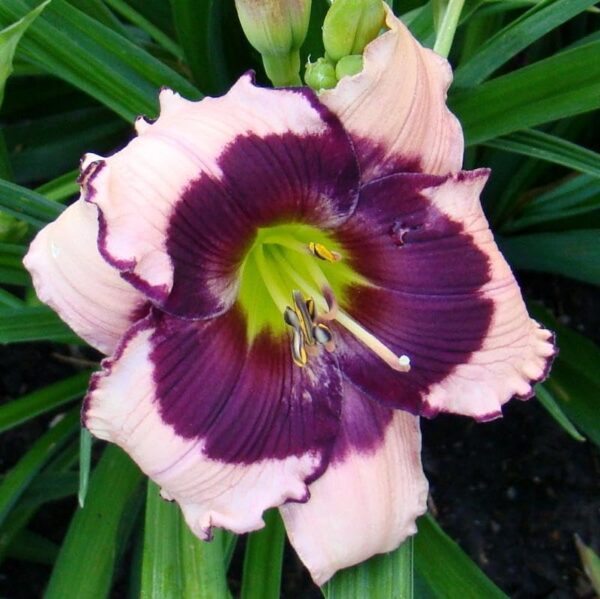 Votaniki Daylily (Hemerocallis 'Blackberries and Cream') Bare Roots - Beautiful Perennial Daylilys | Reblooming, Fragrant & Showy Flowers, Daylilys, Easy to Grow