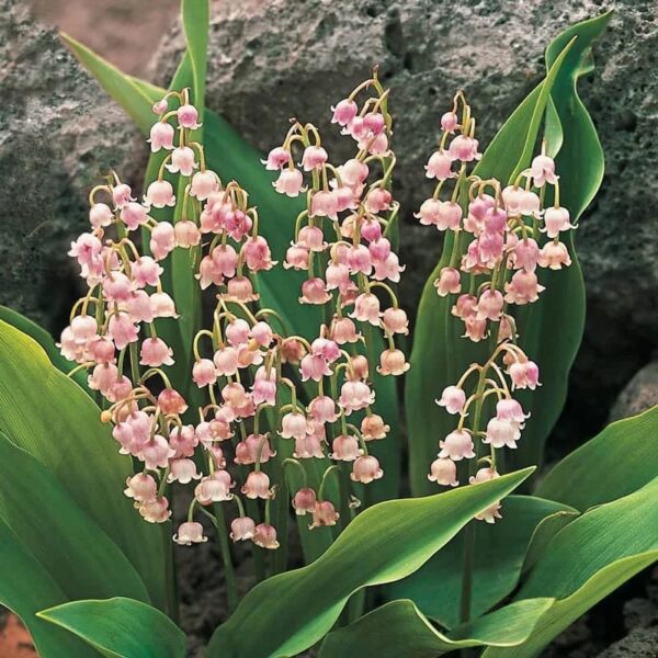 Votaniki Pink Lily of The Valley Bare Root - Hardy Perennial, Bell Shaped & Fragrant Flowers | Spring Flowers, Convallaria Majalis VAR. 'Rosea', Easy to Grow