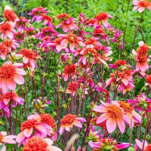 Votaniki Powder Puff Anemone Dahlia Totally Tangerine - Perennial & Soft Orange Blooms | Dahlia Tubers for Planting, Summer Flowers, Easy to Grow