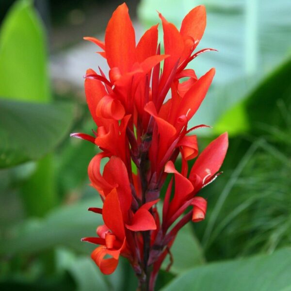 Votaniki Robert Kemp Canna Lily Bulbs - Perennial, Beautiful Foliage, Stunning Red Blooms for Garden Display | Perfect for Natural Fences and Privacy Screens - Easy to Grow and Care for