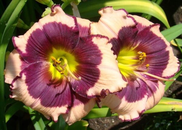 Votaniki Daylily (Hemerocallis 'Blackberries and Cream') Bare Roots - Beautiful Perennial Daylilys | Reblooming, Fragrant & Showy Flowers, Daylilys, Easy to Grow