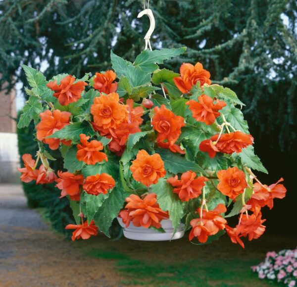 Votaniki Cascade Begonia Mix Bulbs - Balcony Hanging Basket Begonias Bulbs | Perennial Flower - Yellow & Orange Begonia, Large Blooms - Easy to Grow, Perfect for Cut