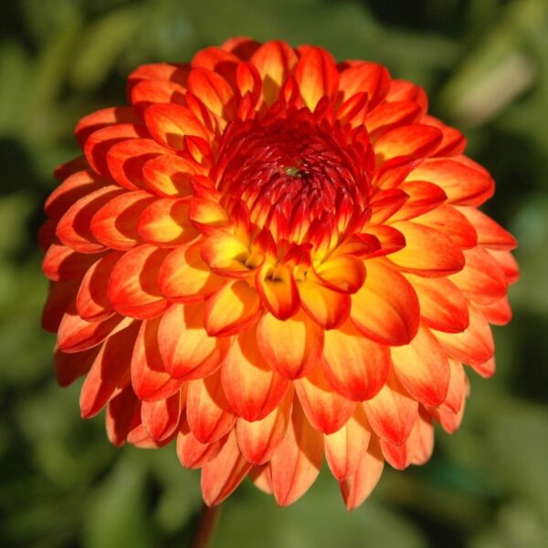 Votaniki Balcony Dahlia Mardi Gras Mix Tubers - Perennial, Long Lasting Blooms | Border Dahlia, Dwarf Dahlia & Dahlia for Pots - Dahlia Tubers for Planting, Easy to Grow