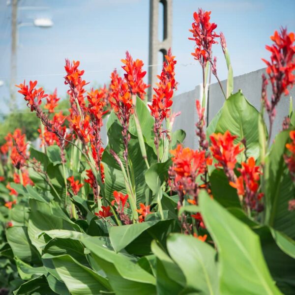 Votaniki Robert Kemp Canna Lily Bulbs - Perennial, Beautiful Foliage, Stunning Red Blooms for Garden Display | Perfect for Natural Fences and Privacy Screens - Easy to Grow and Care for