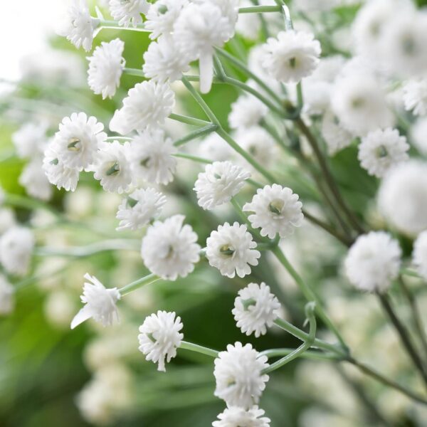 Votaniki White Baby's Breath - Perennials, Tiny Flowers, Gypsophila Paniculata (Baby's Breath) #1 Size Roots | Summer Flowers, Easy to Grow