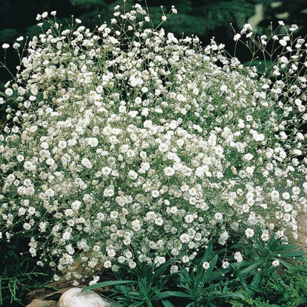 Votaniki White Baby's Breath - Perennials, Tiny Flowers, Gypsophila Paniculata (Baby's Breath) #1 Size Roots | Summer Flowers, Easy to Grow