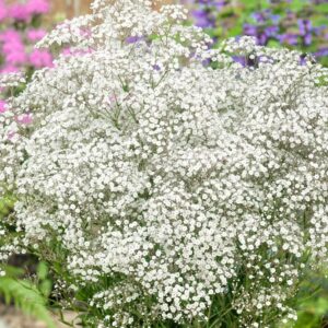 Votaniki White Baby's Breath - Perennials, Tiny Flowers, Gypsophila Paniculata (Baby's Breath) #1 Size Roots | Summer Flowers, Easy to Grow