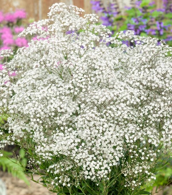 Votaniki White Baby's Breath - Perennials, Tiny Flowers, Gypsophila Paniculata (Baby's Breath) #1 Size Roots | Summer Flowers, Easy to Grow