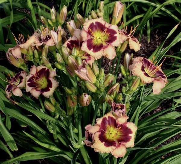 Votaniki Daylily (Hemerocallis 'Blackberries and Cream') Bare Roots - Beautiful Perennial Daylilys | Reblooming, Fragrant & Showy Flowers, Daylilys, Easy to Grow