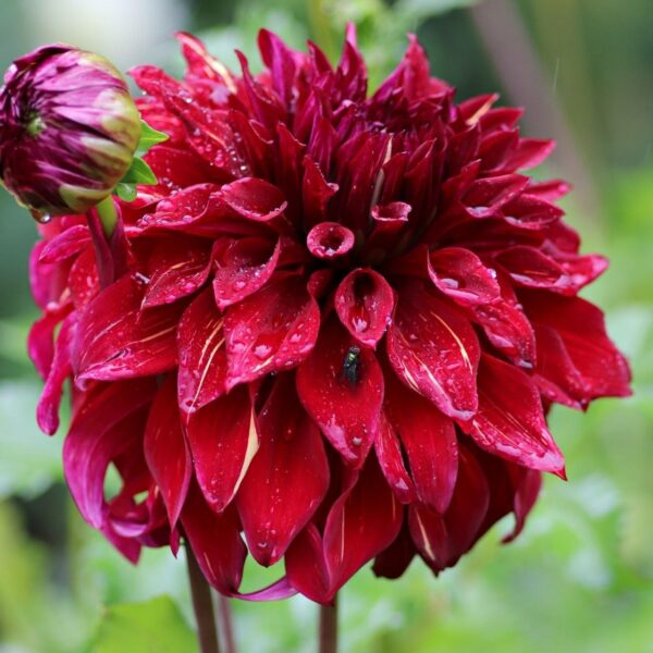 Votaniki Dahlia Dinnerplate Bohemian Spartacus - Perennial & Bold Colors Dahlia 'Bohemian Spartacus' | Dahlia Tubers, Big Blooms, Summer Flowers - Easy to Grow