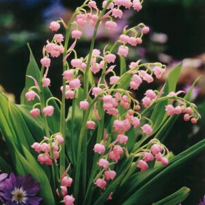 Votaniki Pink Lily of The Valley Bare Root - Hardy Perennial, Bell Shaped & Fragrant Flowers | Spring Flowers, Convallaria Majalis VAR. 'Rosea', Easy to Grow