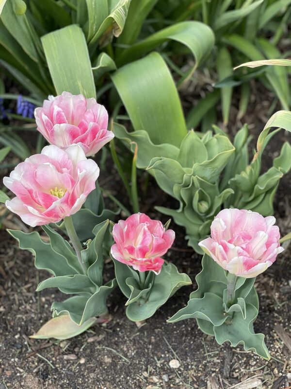 Votaniki Tulipa Angelique (Double Late Tulip) -12 Large Bulbs Pre-Chilled Ready for Blooms