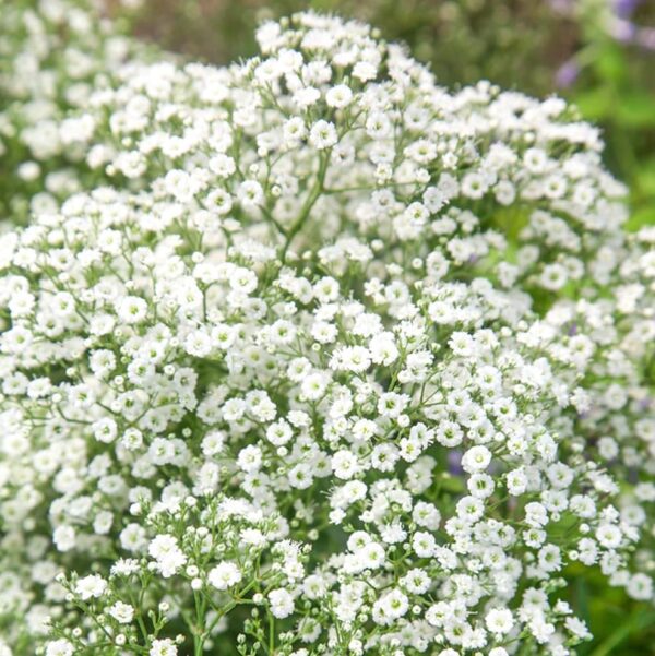 Votaniki White Baby's Breath - Perennials, Tiny Flowers, Gypsophila Paniculata (Baby's Breath) #1 Size Roots | Summer Flowers, Easy to Grow