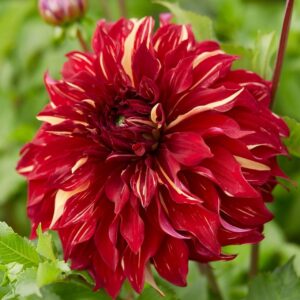 Votaniki Dahlia Dinnerplate Bohemian Spartacus - Perennial & Bold Colors Dahlia 'Bohemian Spartacus' | Dahlia Tubers, Big Blooms, Summer Flowers - Easy to Grow