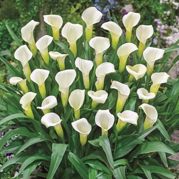 Votaniki Ivory Calla Lily Bulbs - Long Lasting Blooms, Vibrant and Versatile, Perennial Calla Lily (Zantedeschia 'Intimate Ivory') | Elegant and Easy to Grow Flowers