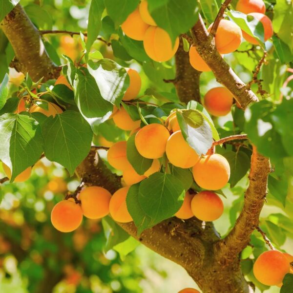 Goldcot Apricot Tree (Prunus Armeniaca) - Ornamental & Edible Perennial Tree, Live Plant 3-4 Ft in Tall | Fruit Producing Tree, Apricot Plant for Gardening