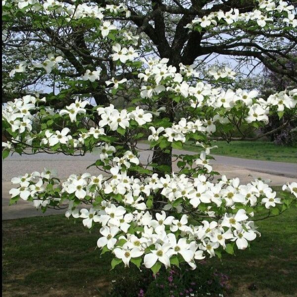 Votaniki White Dogwood Tree - Perennial Flowering Dogwood (Cornus Florida) | Spring Flowers, Dogwood Bare Root for Planting - Easy to Grow