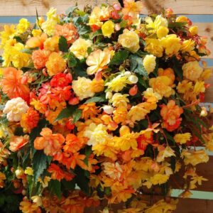 Votaniki Cascade Begonia Mix Bulbs - Balcony Hanging Basket Begonias Bulbs | Perennial Flower - Yellow & Orange Begonia, Large Blooms - Easy to Grow, Perfect for Cut