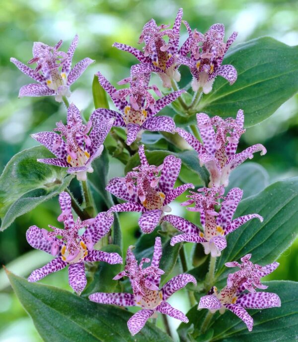 Votaniki Tricyrtis Hirta Bare Root - Shade Loving Perennial | Tricyrtis Hirta ‘Miyazaki Hybrids’ (Japanese Toad Lily) - Suitable for Borders, Ground Cover, Cottage Gardens & Exotic Gardens