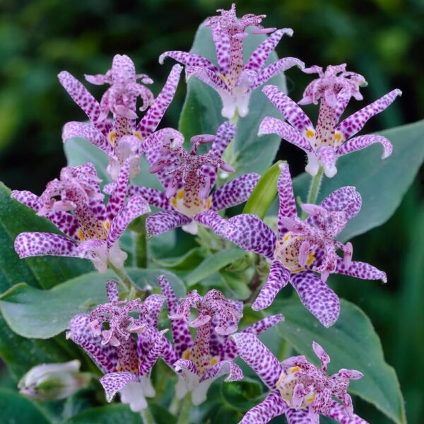 Votaniki Tricyrtis Hirta Bare Root - Shade Loving Perennial | Tricyrtis Hirta ‘Miyazaki Hybrids’ (Japanese Toad Lily) - Suitable for Borders, Ground Cover, Cottage Gardens & Exotic Gardens