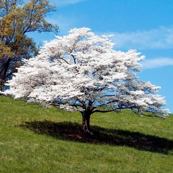 Votaniki White Dogwood Tree - Perennial Flowering Dogwood (Cornus Florida) | Spring Flowers, Dogwood Bare Root for Planting - Easy to Grow