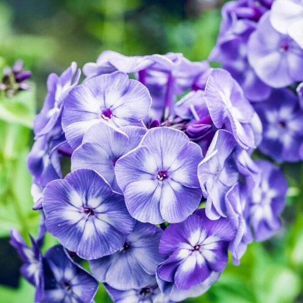 Votaniki Blue Paradise Phlox - Perennial, Long Lasting Blooms, Phlox Roots for Planting | Perfect for Container Garden & Ground Cover, Easy to Grow