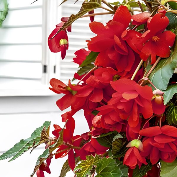 Votaniki Scarlet Hanging Basket Begonia Bulbs - Red Flowers, Perennial Begonia Pendula 'Scarlet' | Vibrant Blooms for Hanging Gardens