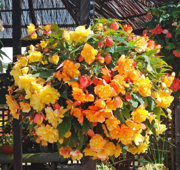 Votaniki Cascade Begonia Mix Bulbs - Balcony Hanging Basket Begonias Bulbs | Perennial Flower - Yellow & Orange Begonia, Large Blooms - Easy to Grow, Perfect for Cut