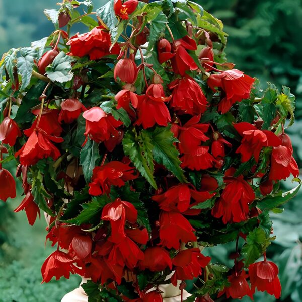 Votaniki Scarlet Hanging Basket Begonia Bulbs - Red Flowers, Perennial Begonia Pendula 'Scarlet' | Vibrant Blooms for Hanging Gardens