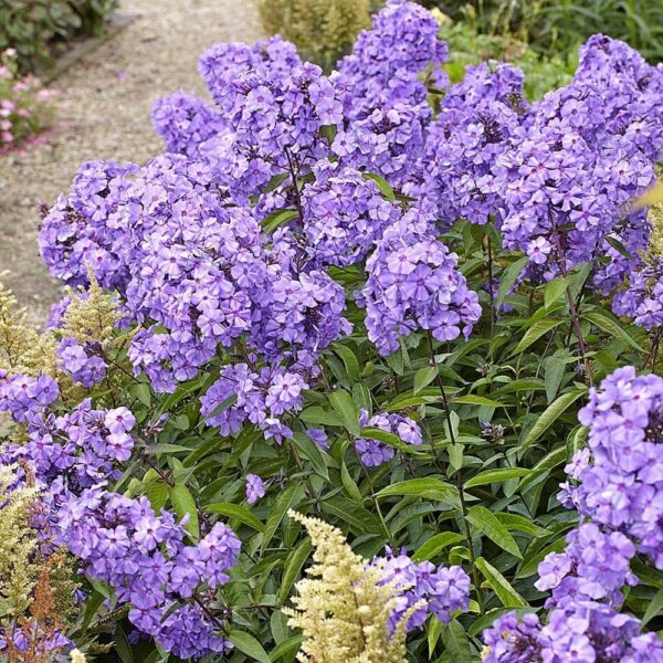 Votaniki Blue Paradise Phlox - Perennial, Long Lasting Blooms, Phlox Roots for Planting | Perfect for Container Garden & Ground Cover, Easy to Grow