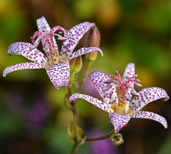 Votaniki Tricyrtis Hirta Bare Root - Shade Loving Perennial | Tricyrtis Hirta ‘Miyazaki Hybrids’ (Japanese Toad Lily) - Suitable for Borders, Ground Cover, Cottage Gardens & Exotic Gardens