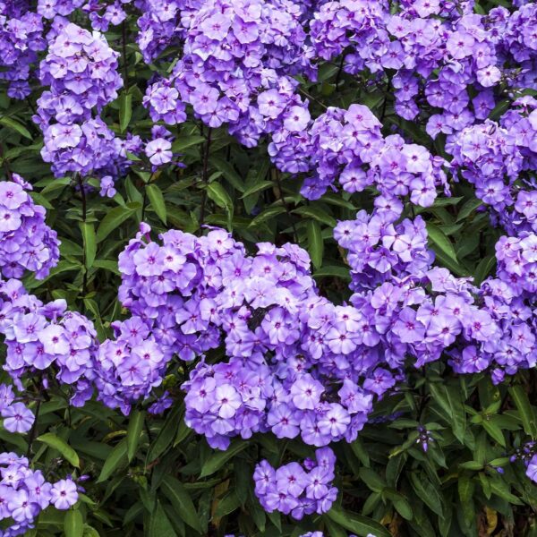 Votaniki Blue Paradise Phlox - Perennial, Long Lasting Blooms, Phlox Roots for Planting | Perfect for Container Garden & Ground Cover, Easy to Grow